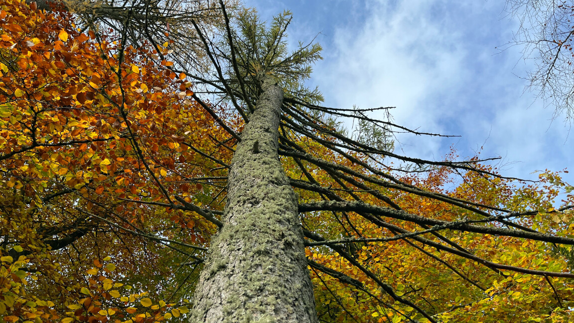 Sparse Tree, Wallington, Northumberland
